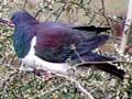Kererū in tree lucerne