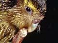Kākāpō juvenile