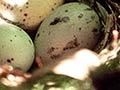 Kōkako eggs