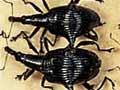 Interactive: Weevils
