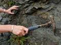 Fossil turtle find