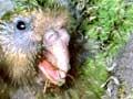 Kākāpō and nestlings