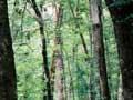 Mountain beech, Fiordland 