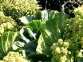 Megaherb, Enderby Island,