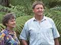 Tree ferns 