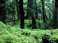 Beech forest floor 