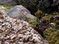 Moss on alpine boulders 