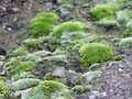 Urban moss