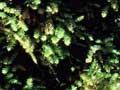 Liverworts and mosses