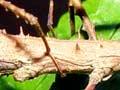 Stick insects mating