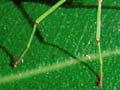 Nymph