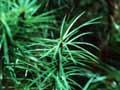 Growth forms 