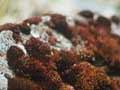 Granite moss 