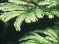 Umbrella moss 