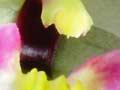 <em>Winika cunninghamii</em>
