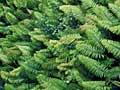 Fern-covered stream banks
