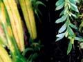 Fork fern