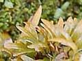Variable club moss 