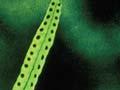 Hound’s tongue fern sori 