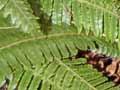 Fertile leaves of crown fern 
