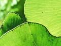 Filmy ferns