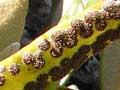 Leather-leaf fern