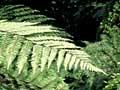 Forest interior
