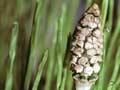 Common horsetail