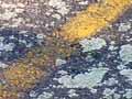 Lichen on asphalt