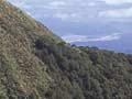 Alpine timberline