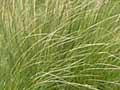 Snow tussocks