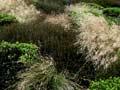 Snow tussocks and shrubs
