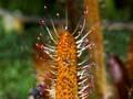 Sundew, Arthur's Pass National Park
