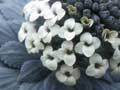 Penwiper plant