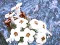 Alpine forget-me-not