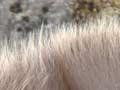 Bull tahr