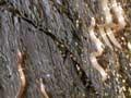 Elvers climbing