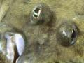 Black flounder
