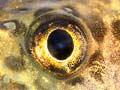 Koaro (<em>Galaxias brevipinnis</em>)