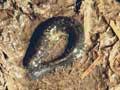 Mudfish in a drain