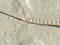 Fossil grayling