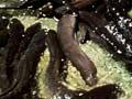 Tame eels, Lower Moutere