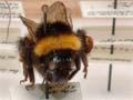 Museum specimens