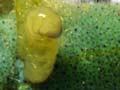Wasp larvae emerging from caterpillar 