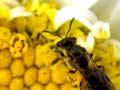 <em>Lasioglossum</em> bee on a daisy
