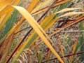 Yellow leaf disease