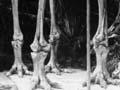 A fanciful moa 