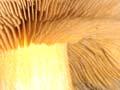 Types of fungus – mushrooms 