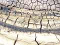 Bracket fungus 