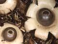 Earthstars 